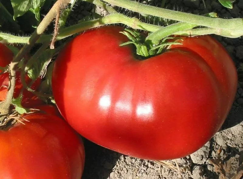 Non-GMO Heirloom Beefsteak Tomato Seeds - Large Juicy Tomatoes