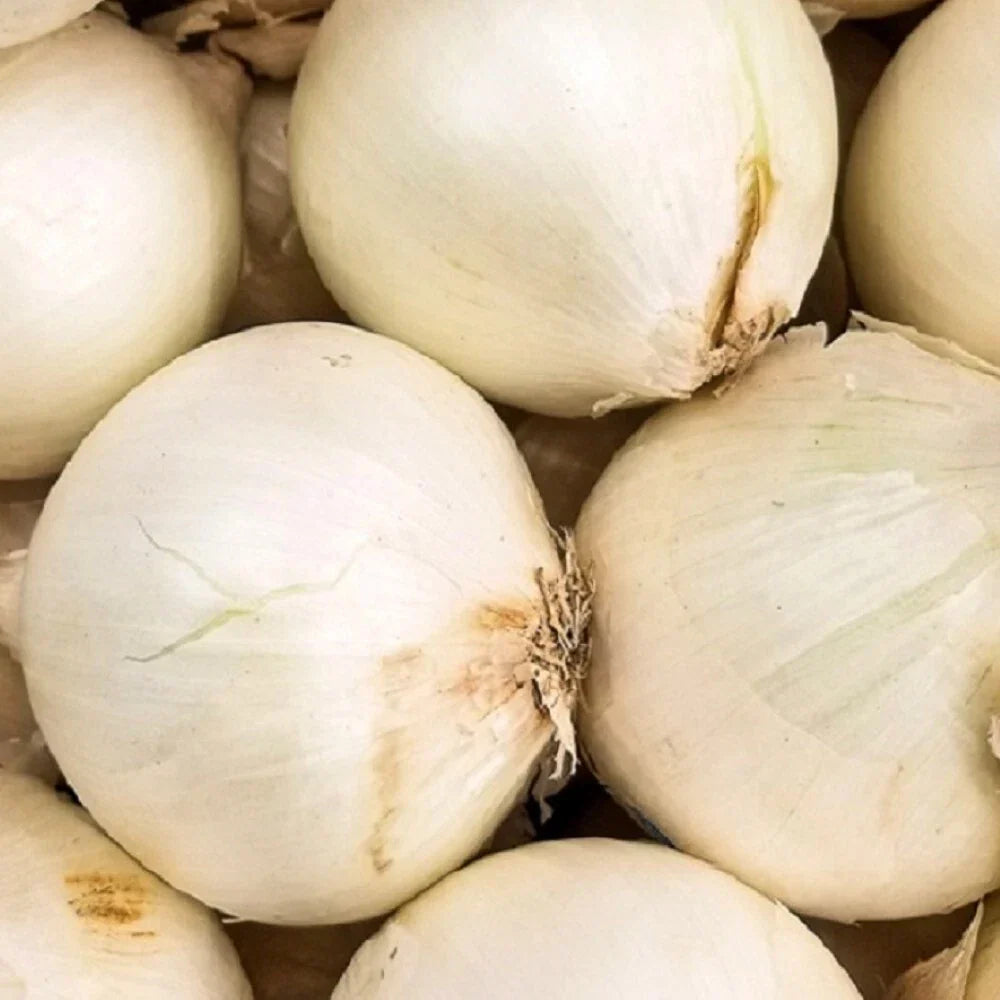 Early White Grano Onion Seeds | Non-GMO Heirloom Allium cepa | Fresh Garden Seeds