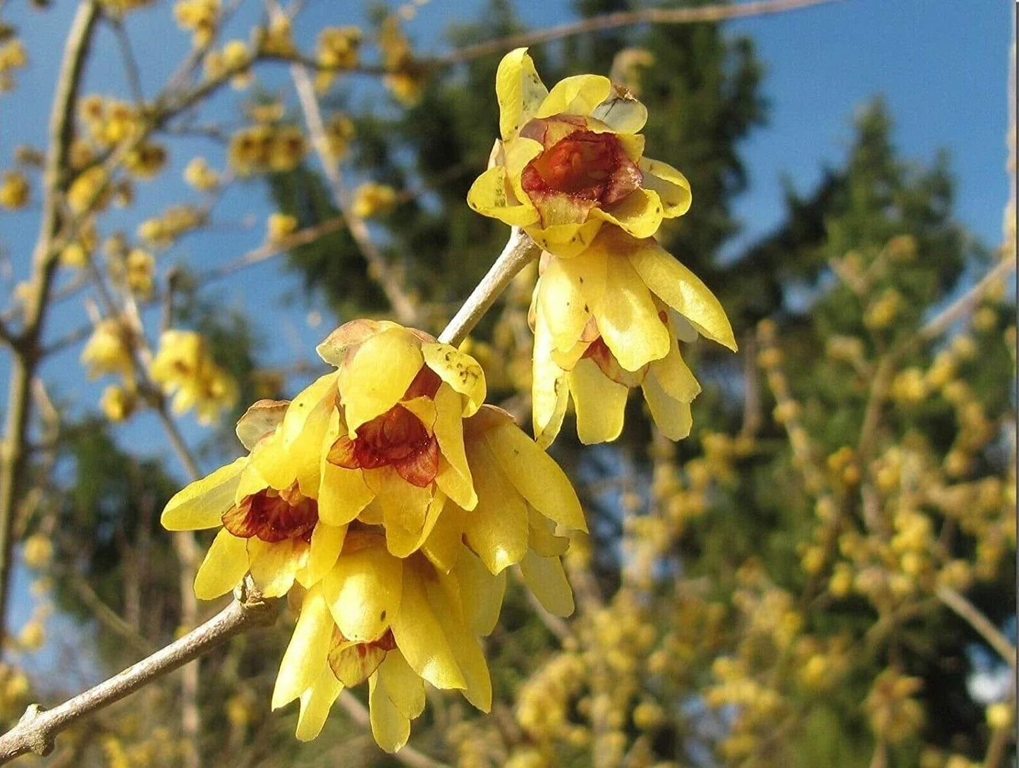 Wintersweet Tree Seeds - Chimonanthus praecox Fragrant Flowering Plant - 30 Seeds for Garden Landscaping