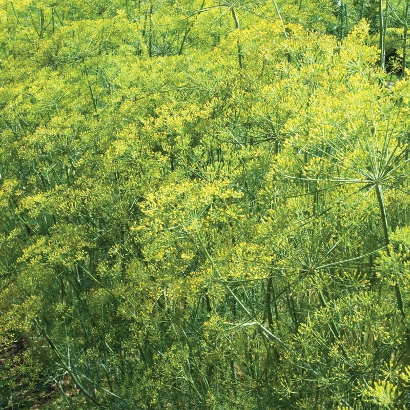 Dill Bouquet Seeds 1000+ Non-GMO Culinary Herb Anethum graveolens USA