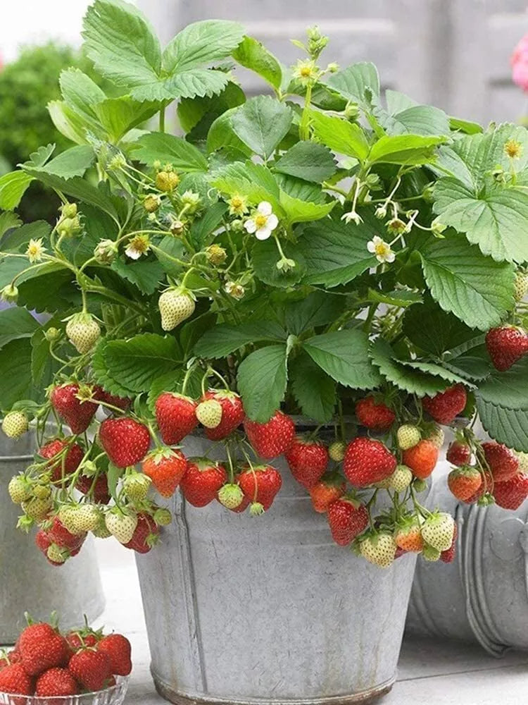 Wild Strawberry Seeds - 200+ Pack Fragaria Vesca Heirloom Edible Garden Fruit