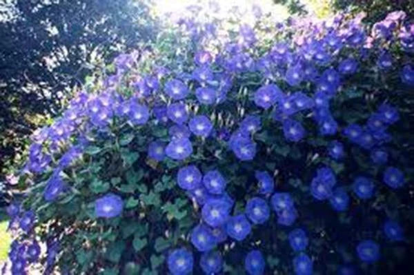 Morning Glory Seeds - 100 Pack - Heavenly Blue Ipomoea tricolor Vining Flowers for Gardens & Trellises
