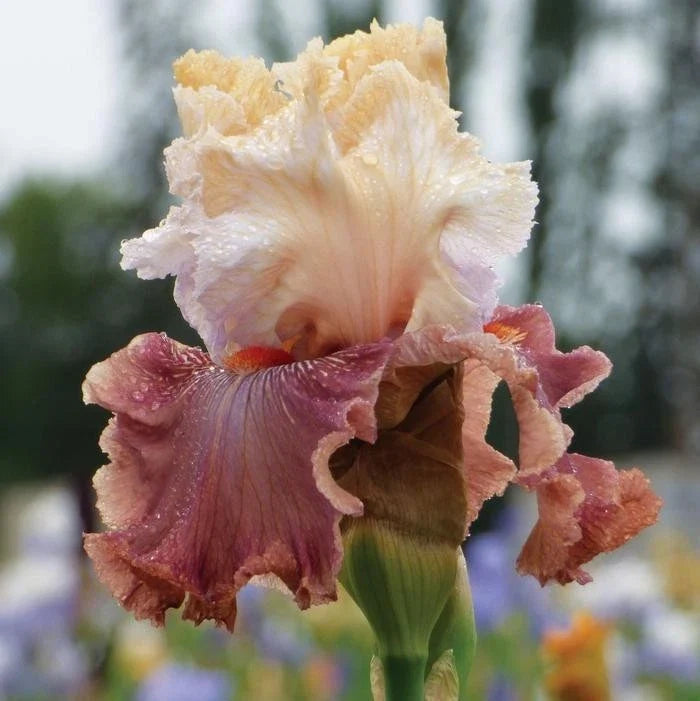 Iris Rhizome - Champagne and Strawberries Variety - Iris germanica Perennial Flower Plant