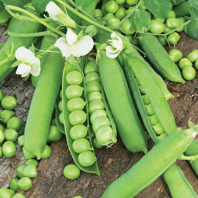 Little Marvel English Shelling Pea Seeds | Heirloom Sweet Snap Peas | Pisum sativum | Compact Bush Variety | 2025 Seed Packet