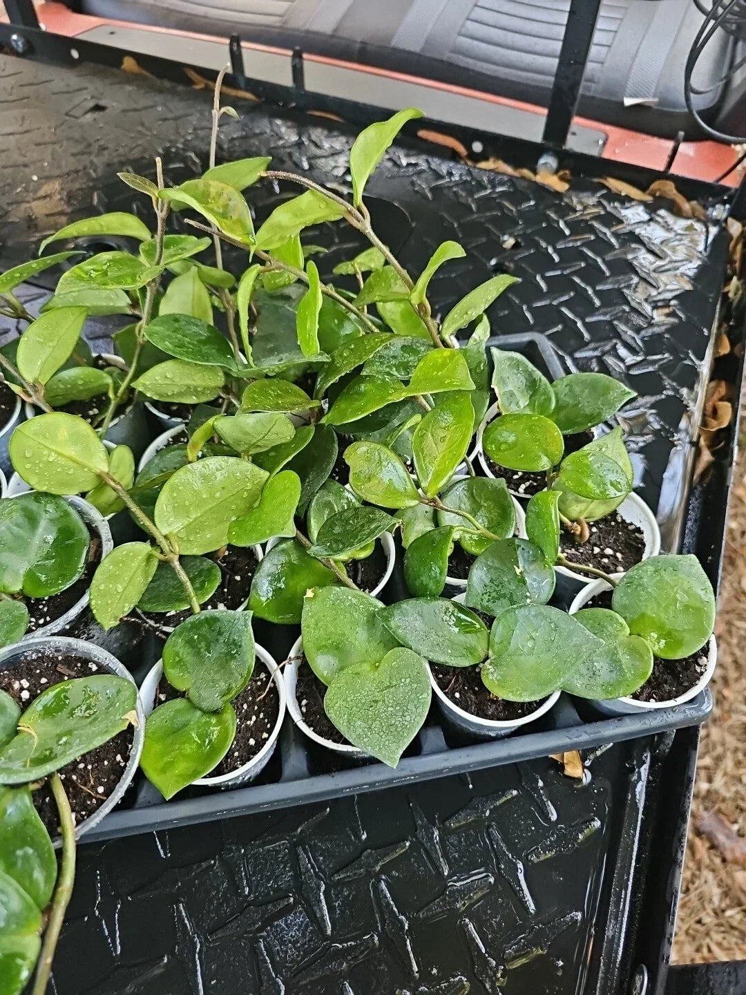 Hoya Carnosa Krinkle 8 Chelsea Live Plant 6" Long Rare Indoor Houseplant