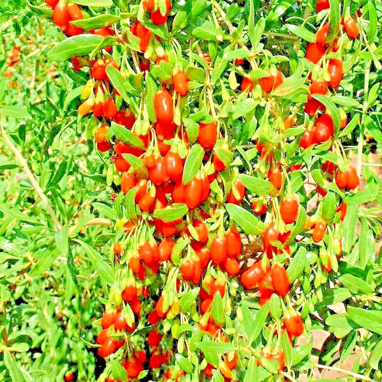 Goji Berry Seeds - 25 Non-GMO Chinese Wolfberry Perennial Seeds for Hardy Fruit