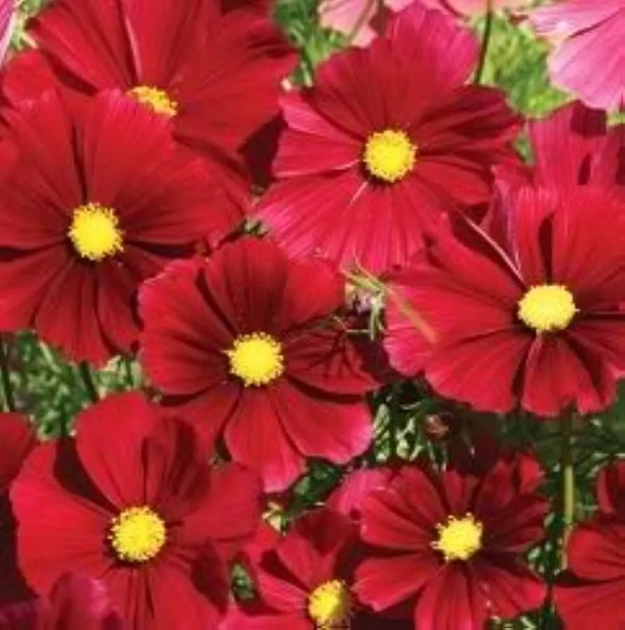 Cosmos Seeds - 140 Count - Dazzler Red Flower - Cosmos bipinnatus - Easy to Grow Annuals for Borders & Containers