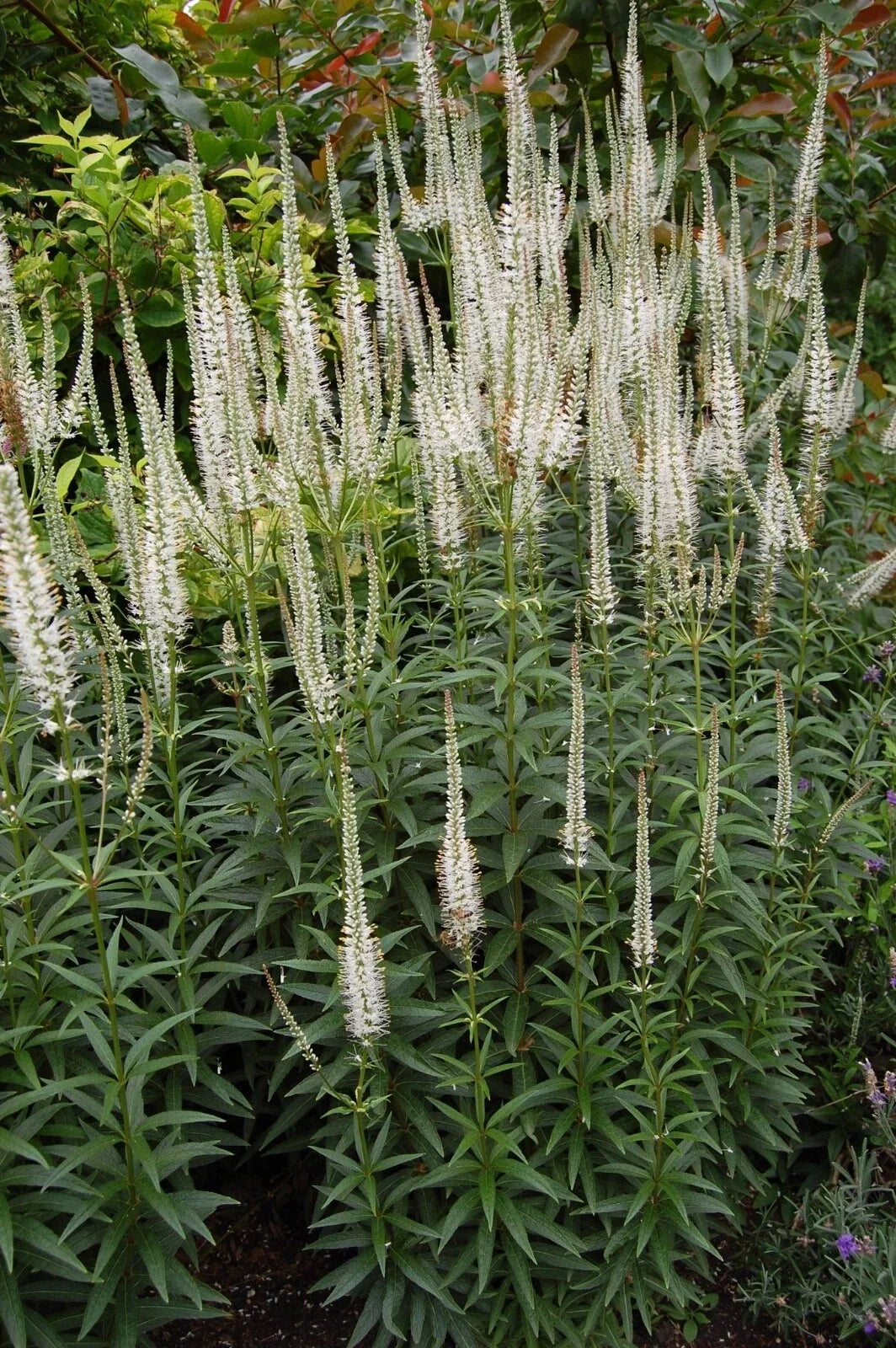 Culver's Root Live Starter Plant - Veronicastrum virginicum - Perennial Flowering Plant for Borders & Pollinator Gardens