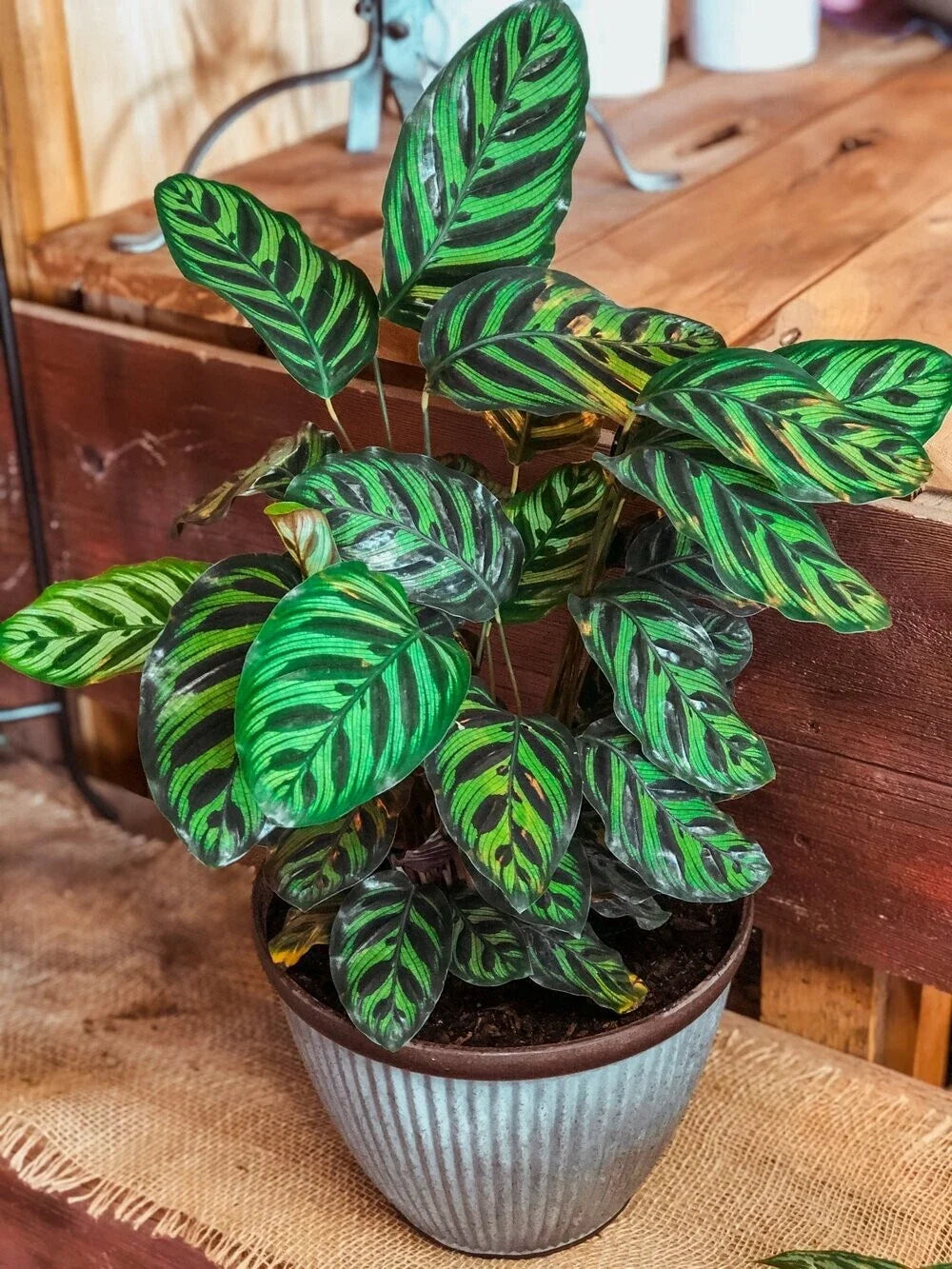 Peacock Calathea Seeds - 25+ Pack, Indoor/Outdoor Planting, Calathea makoyana, Tropical Foliage, Easy to Grow, USA Shipping