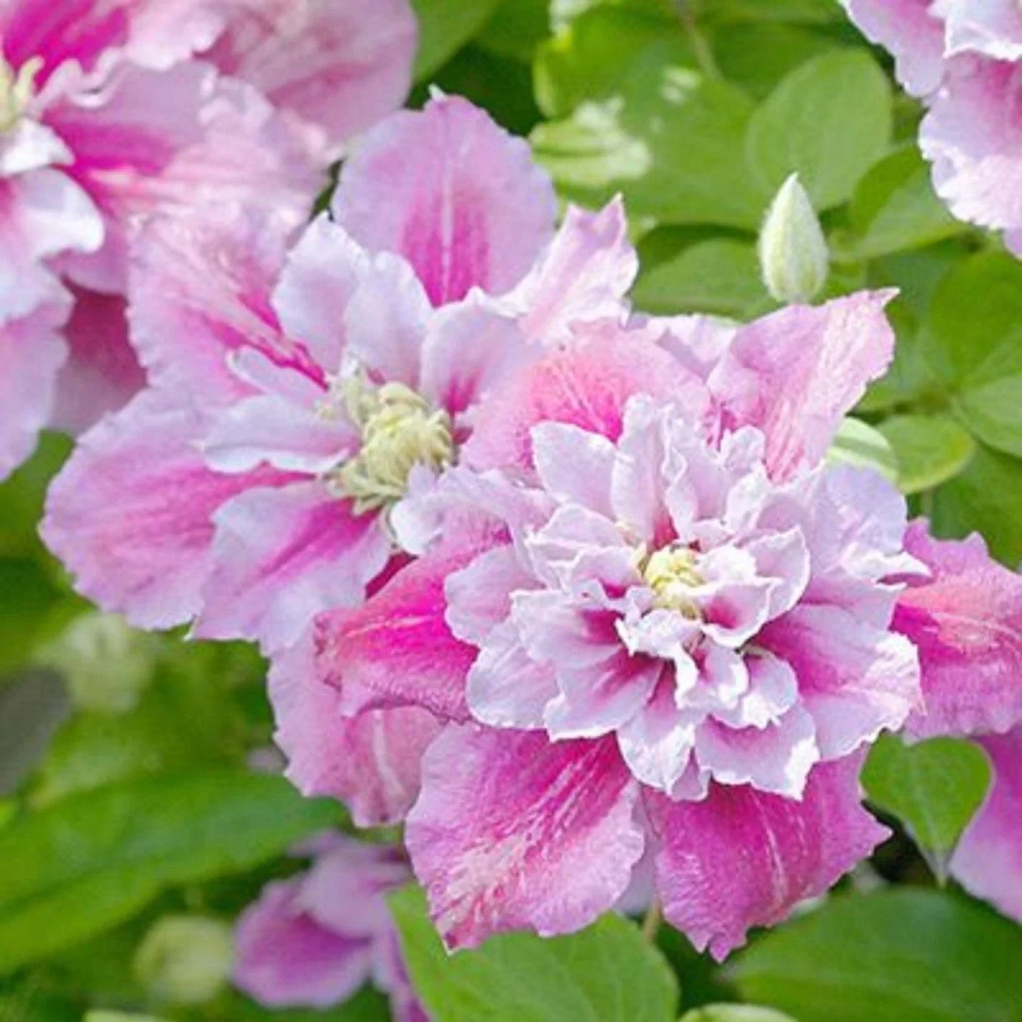 25 Double Pink White Clematis Seeds | Perennial Clematis spp. Seeds | 89 US Seller