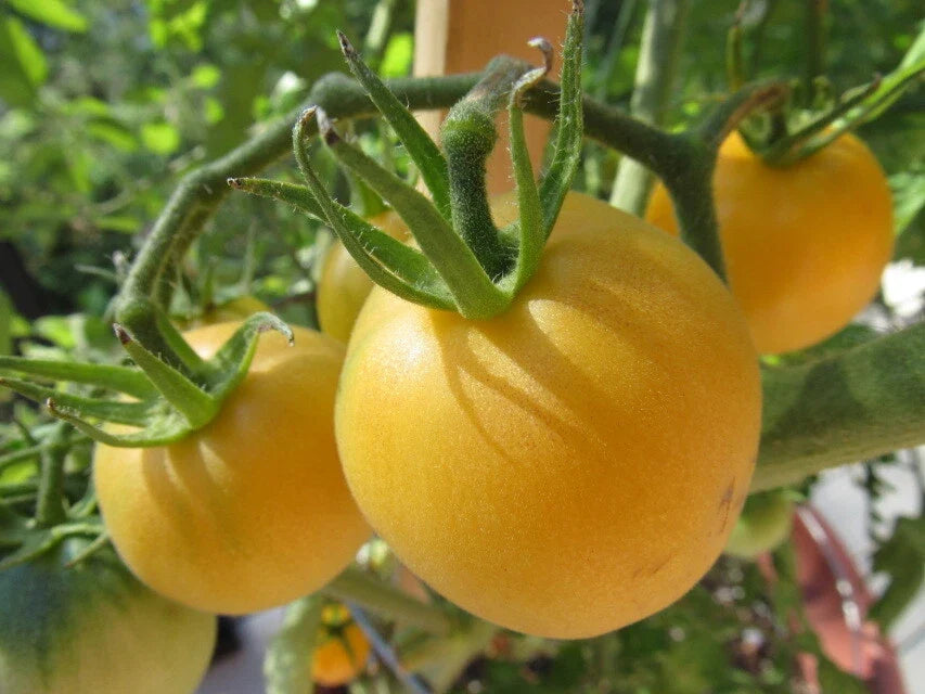 Garden Peach Tomato Seeds - Heirloom, Non-GMO, Organic, 30 Count, Solanum lycopersicum