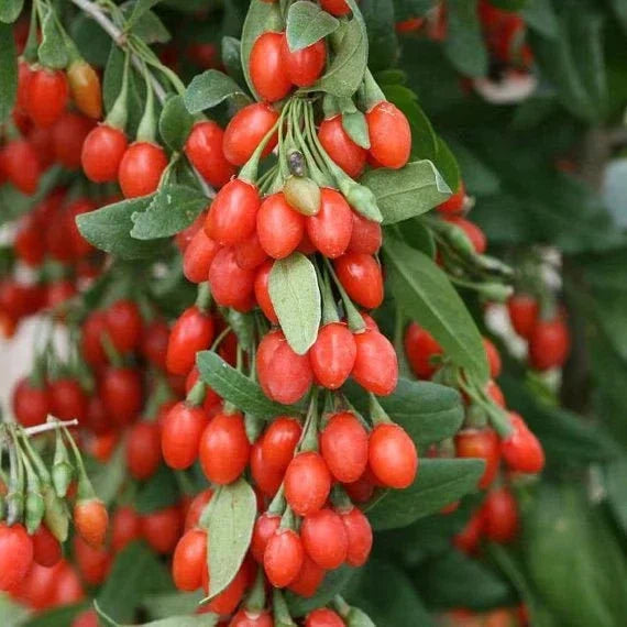 Goji Berry Bush 1-2 ft Tall - Lycium barbarum Superfood Fruit Plant in Small Pot