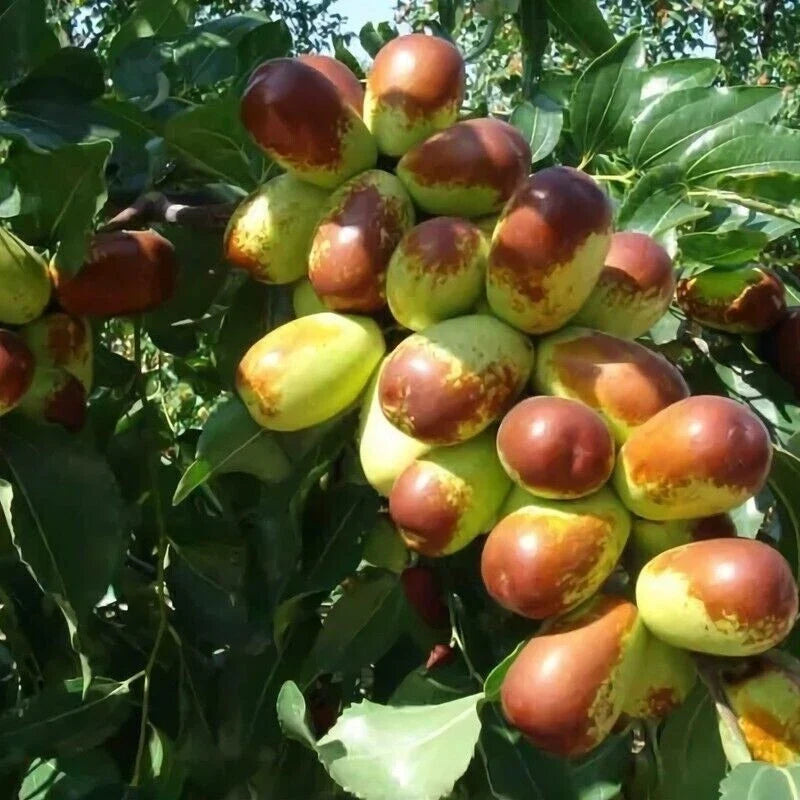 Jujube Cuttings 10+ Sherwood Variety Chinese Red Date Ziziphus jujuba for Home Garden, Propagation, and Orchard