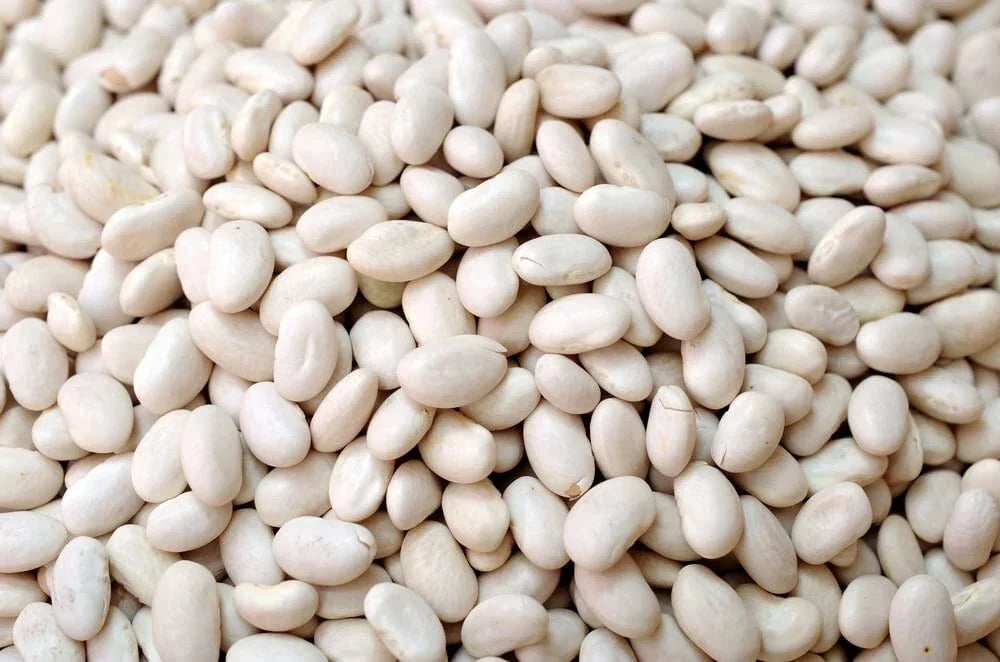 Navy Bean Seeds - 50 Count - White Kidney Beans - Phaseolus vulgaris