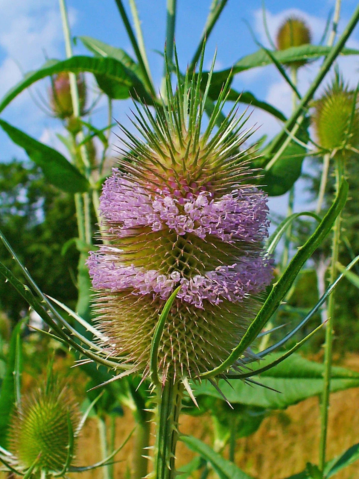 Purple Teasel Seeds 100 Pack - Dipsacus fullonum Wildflower Perennial Garden Plants