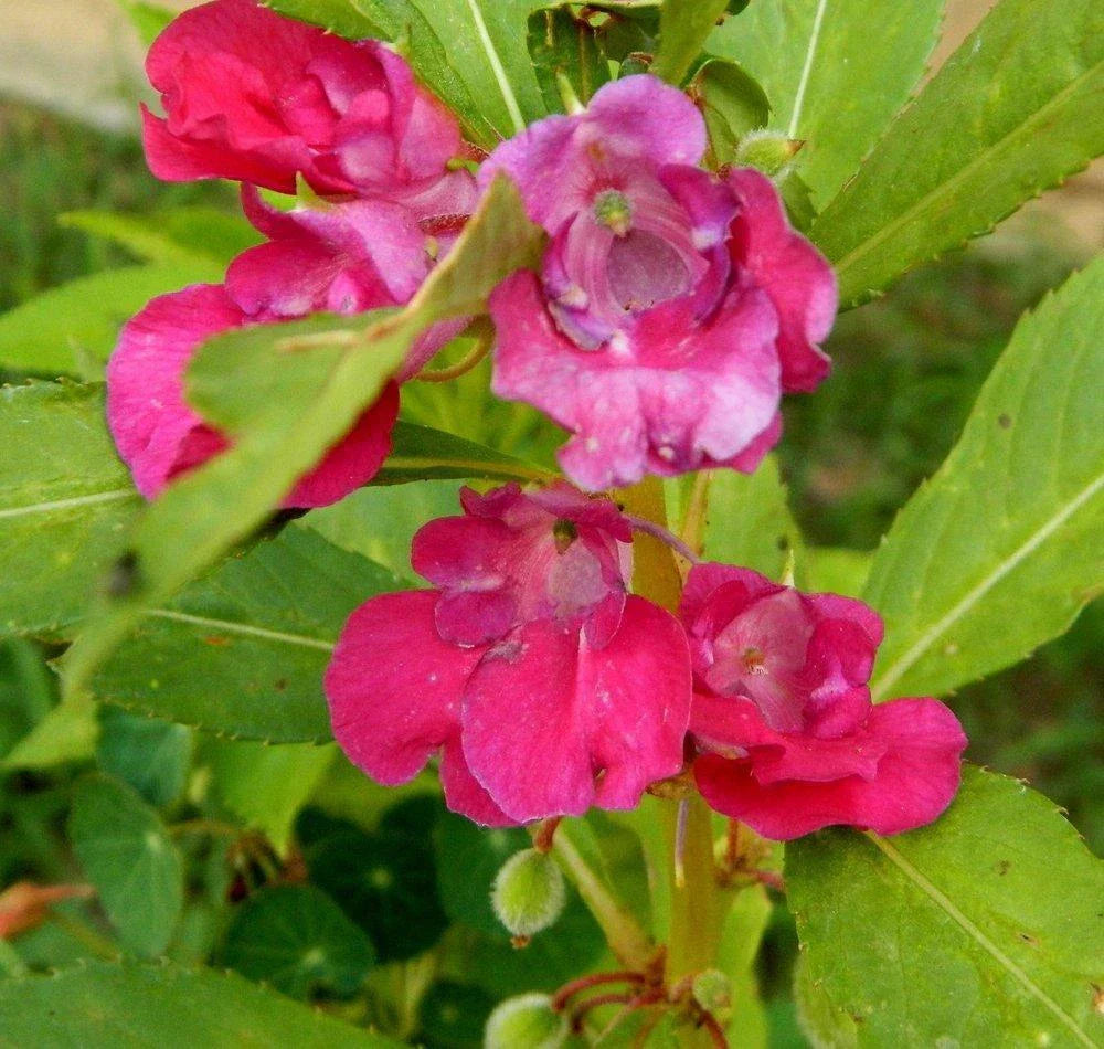Balsam Camellia Seeds - 100+ Impatiens Balsamina Flower Annual Non-GMO Garden Seeds USA