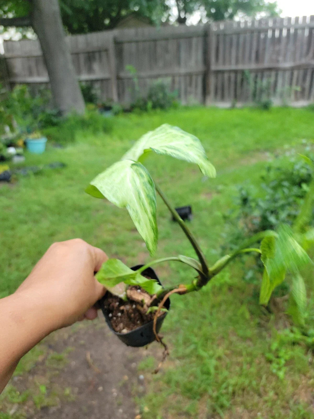 Syngonium Podophyllum Arrowhead White Butterfly - 3 Inch Indoor Houseplant