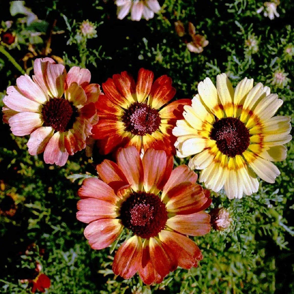 Painted Daisy Wildflower Seeds 1/4 lb - Vibrant Chrysanthemum carinatum for Gardens - Everwilde Farms