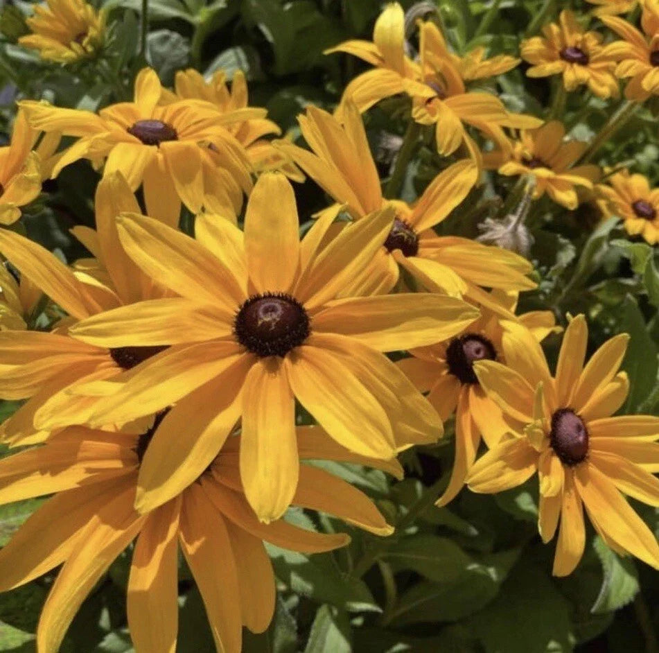 Black Eyed Susan Seeds - 200+ Rudbeckia Hirta Flower Seeds for Borders, Containers, Pollinator Gardens