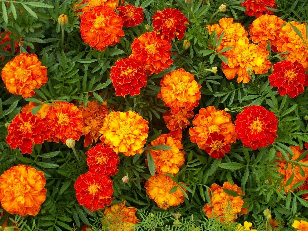 Marigold Seeds French Sparky Mix 150+ Tagetes Patula Wildflower Seeds US Shipping