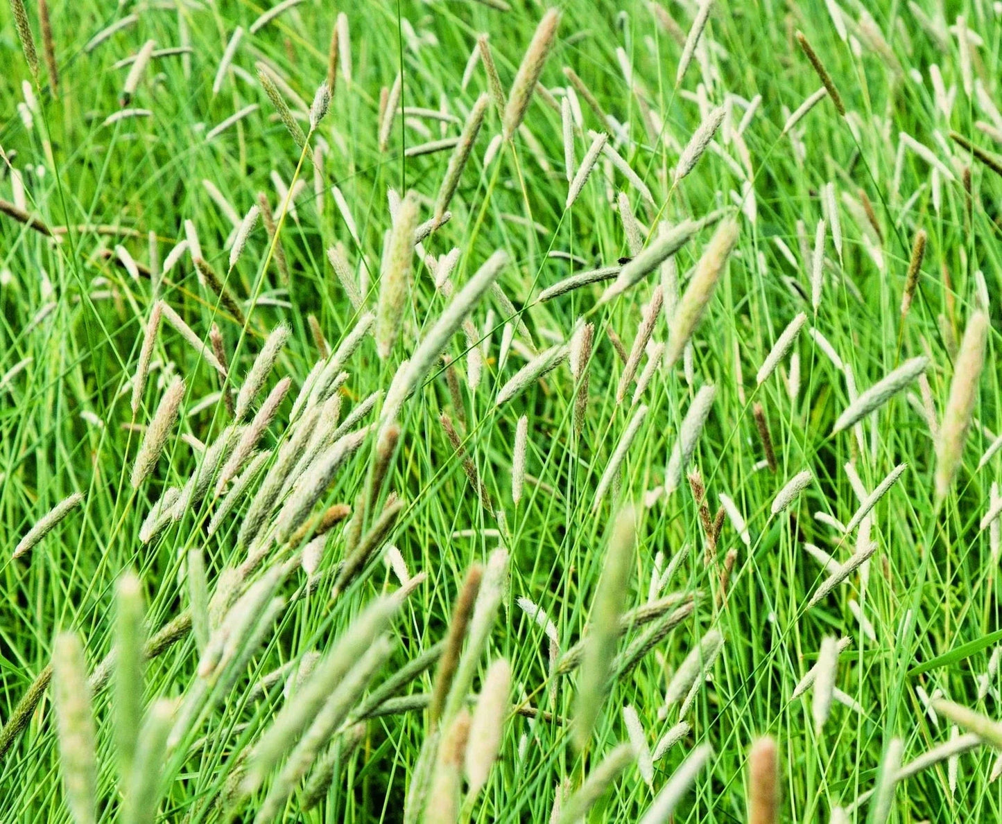 Climax Timothy Grass Seeds - Cover Crop, Hay, Wildlife Food - Phleum pratense - Perennial Seed Packet