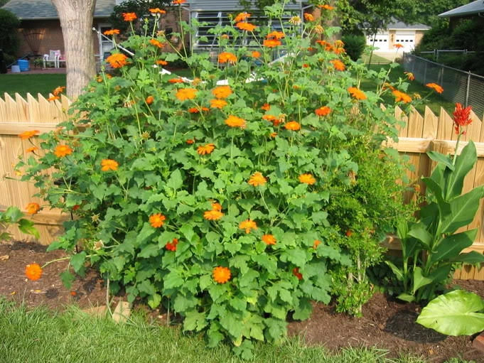 Mexican Sunflower Seeds - 100+ Count, Drought Tolerant Summer Flower, Tithonia rotundifolia, Bright Orange & Yellow Blooms