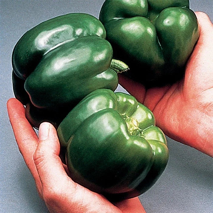 California Wonder Bell Pepper Seeds - Heirloom Non-GMO Capsicum annuum, Sweet, Large Blocky Peppers, Pack of 30+ Seeds