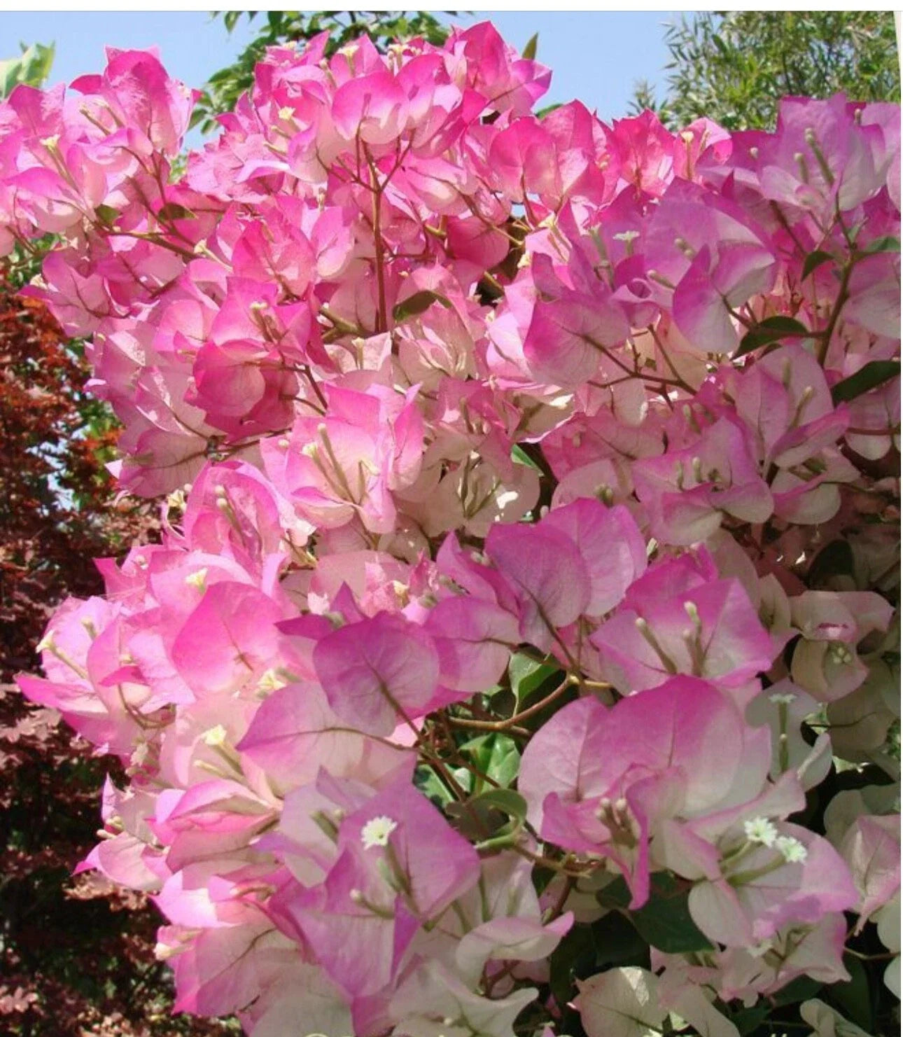 Cherry Blossom Bougainvillea Starter Plant - Small Rooted Plug - Bougainvillea glabra - Vibrant Cascading Blooms