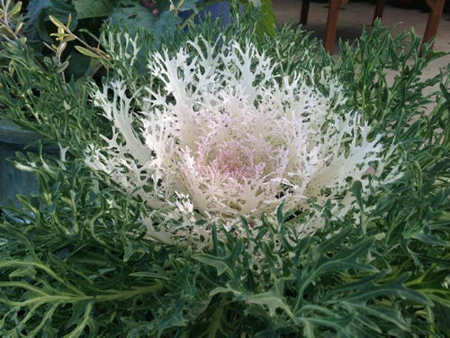 Ornamental Kale Seeds Peacock White – Brassica oleracea var. acephala – 40 Seeds for Garden, Landscape, Containers