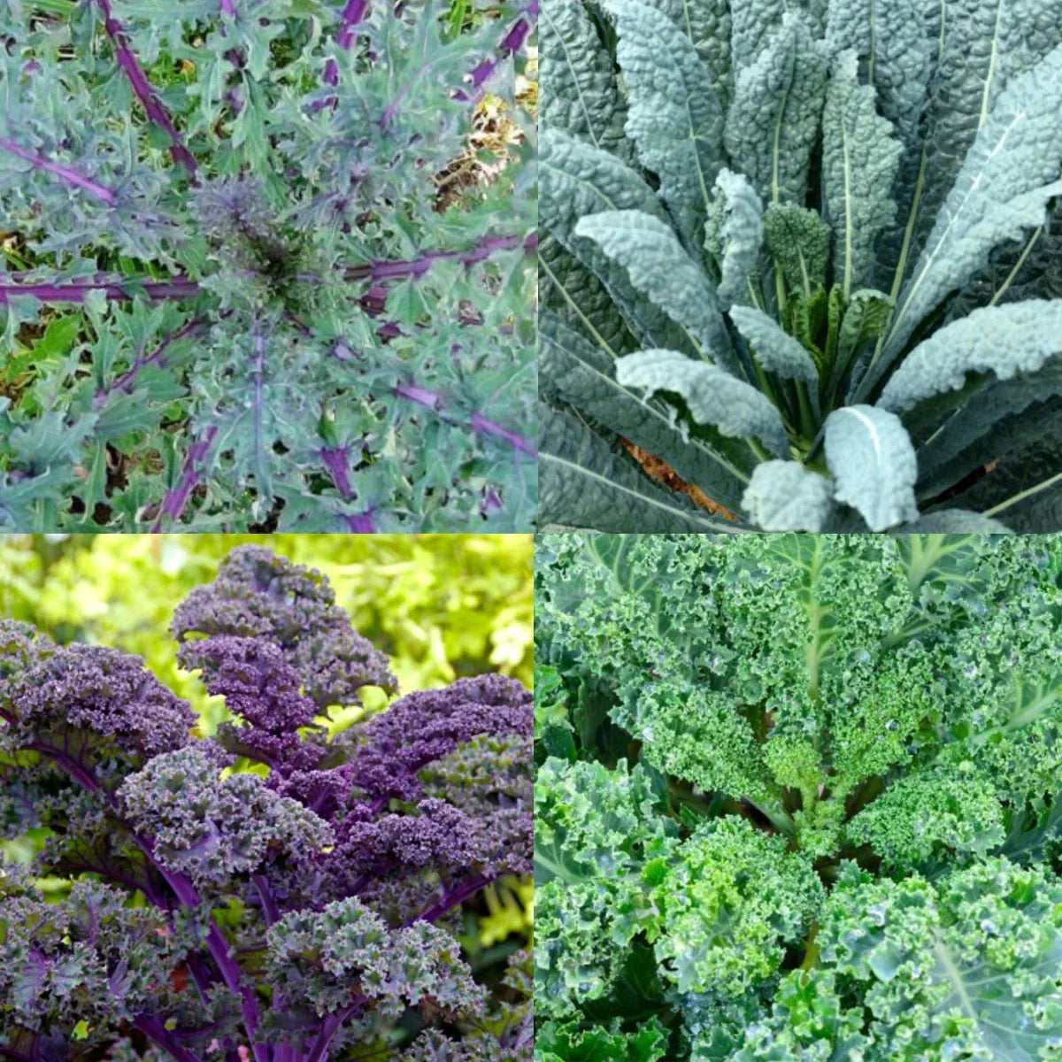 Heirloom Microgreens Garden Blend - 4 Kale Varieties, Non-GMO, 200 Seeds