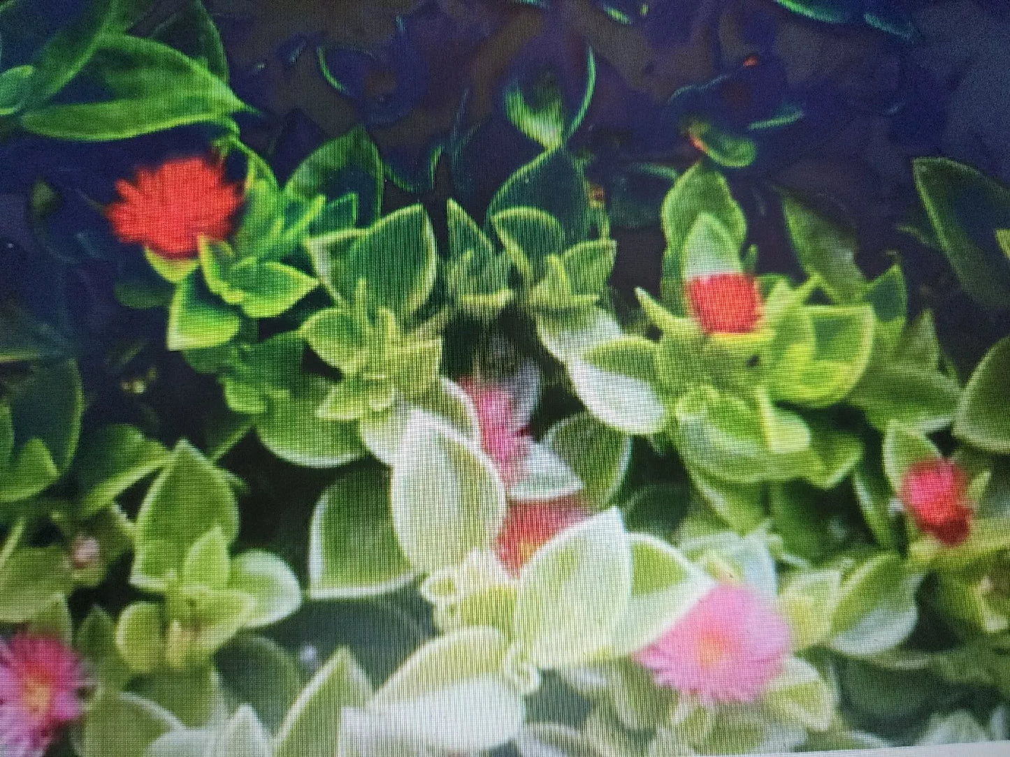 Aptenia California Baby Sun Rose Cuttings - 10 pcs Succulent Plants for Rooting