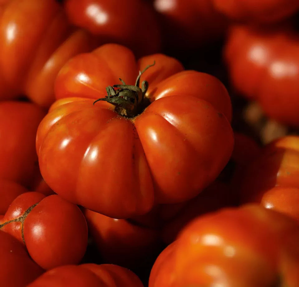 Costoluto Genovese Tomato Seeds - 30 Non-GMO Heirloom Seeds for Home Gardening