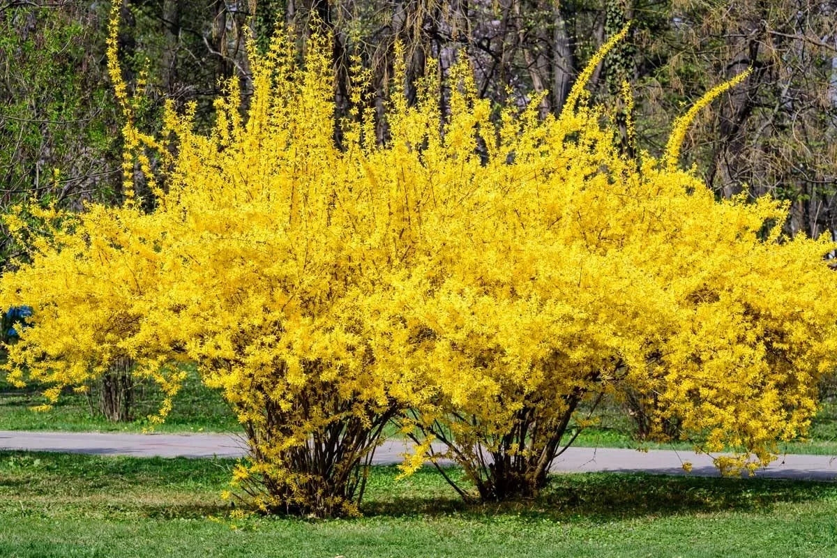 Weeping Forsythia Seeds - 50 Pack - Forsythia suspensa - Ornamental Shrub for Gardens & Landscaping