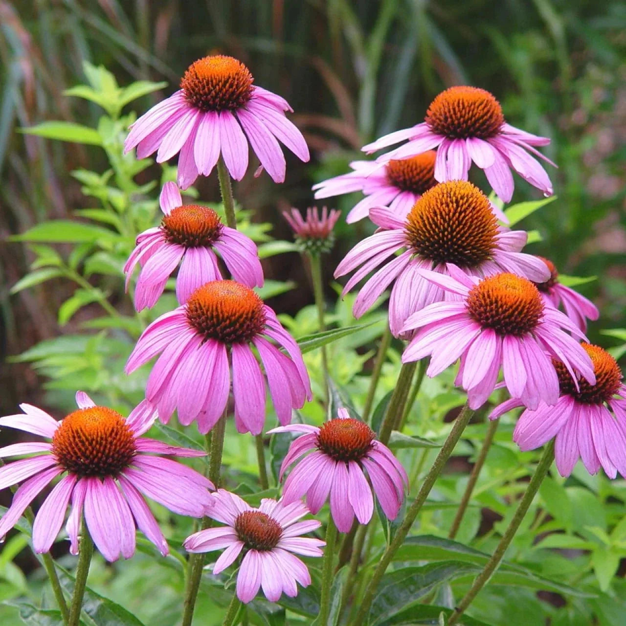 Purple Coneflower Seeds - Echinacea purpurea - Perennial Garden Flower - Hedgehog Cone Variety - Pack of Seeds