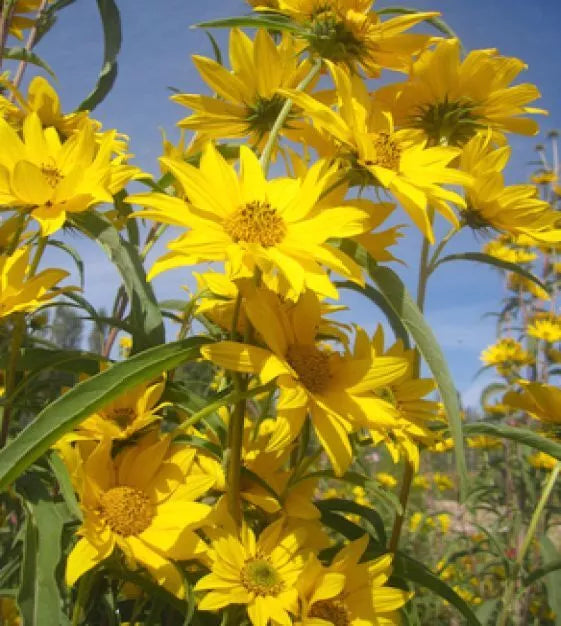 Maximilian Sunflower Seeds 50+ Pack | Helianthus maximiliani | Perennial Flower Seeds for Wildflower Gardens