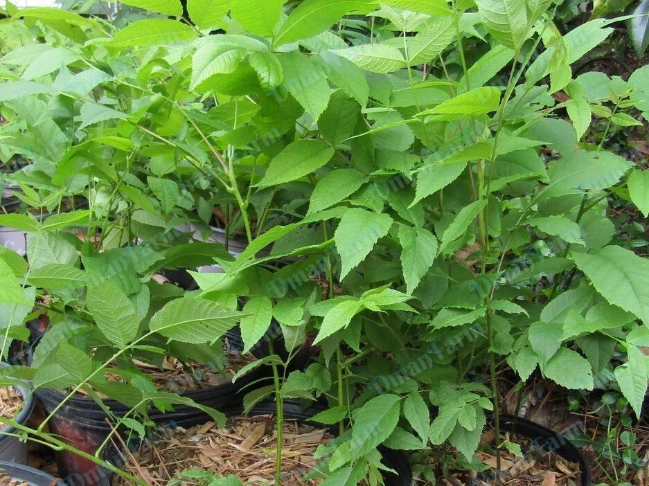 Black Walnut Trees 12-16" Juglans Nigra Live Bareroot Seedlings - 3 Pack for Shade & Timber