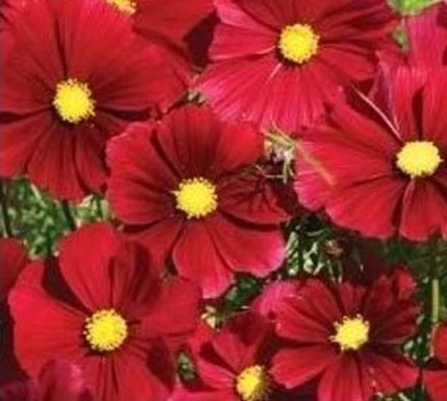 Cosmos Dazzler Flower Seeds - 100+ Pack, Colorful Annuals for Garden, Cosmos bipinnatus, Easy to Grow, Attracts Pollinators