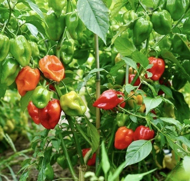 Habanero Hot Pepper Seeds 50 Count | Non-GMO Heirloom Capsicum chinense | Spicy Peppers for Gardening