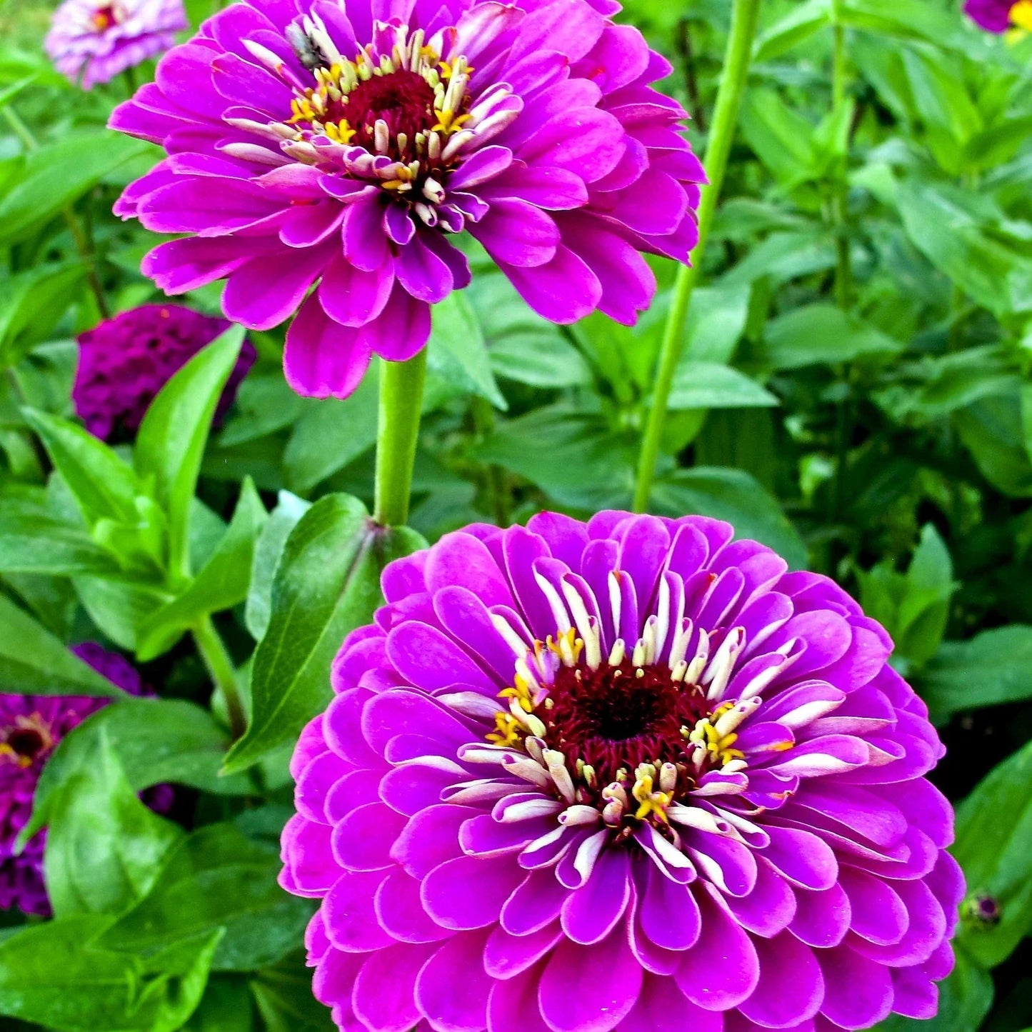 Zinnia Seeds 100+ Purple Flower Mix - Lavender Elegans Annual, USA Grown