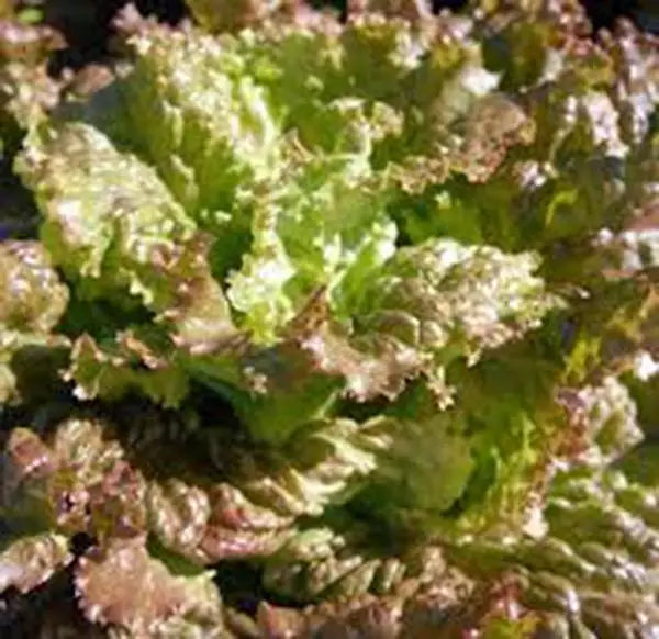 Red Romaine Lettuce Seeds – Heirloom Non-GMO Lactuca sativa, 50+ Pack for Home Garden, Crisp Dark Red Leaves
