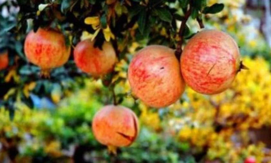 Pomegranate Seeds - 30+ Tunisia Crystal Soft Variety - Punica granatum - Edible Fruit & Ornamental Tree