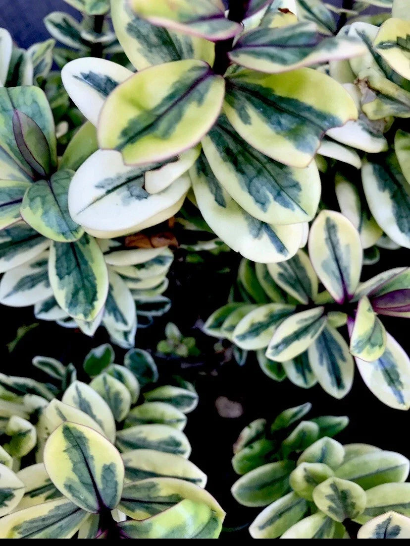 Hebe Plant 4-Inch Variegated Leaves Veronica c. Franciscana Garden Shrub
