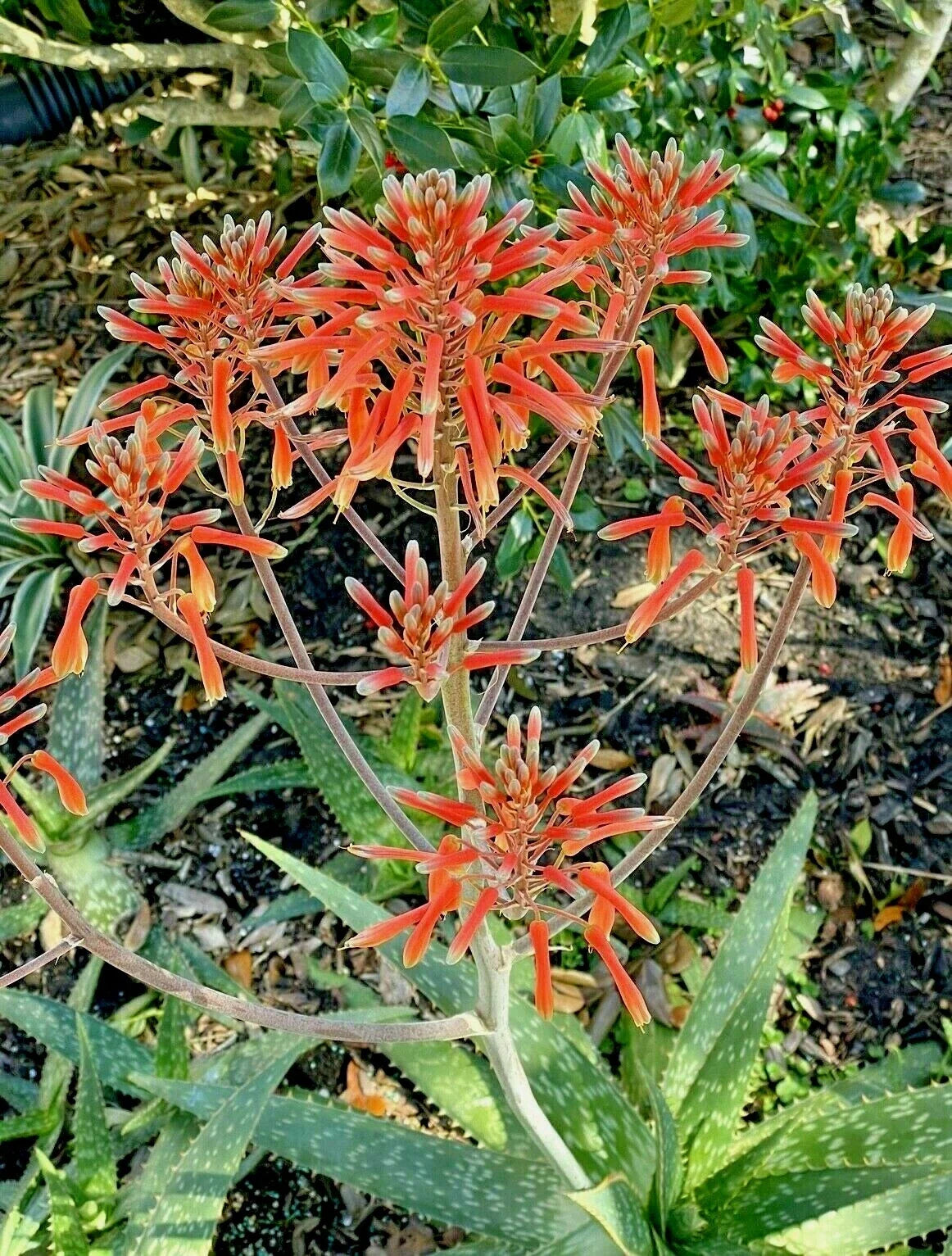 Zebra Maculata Aloe Bare Root Plant 10-12" with Red Orange Flowers, Succulent, Aloe vera, Drought Tolerant