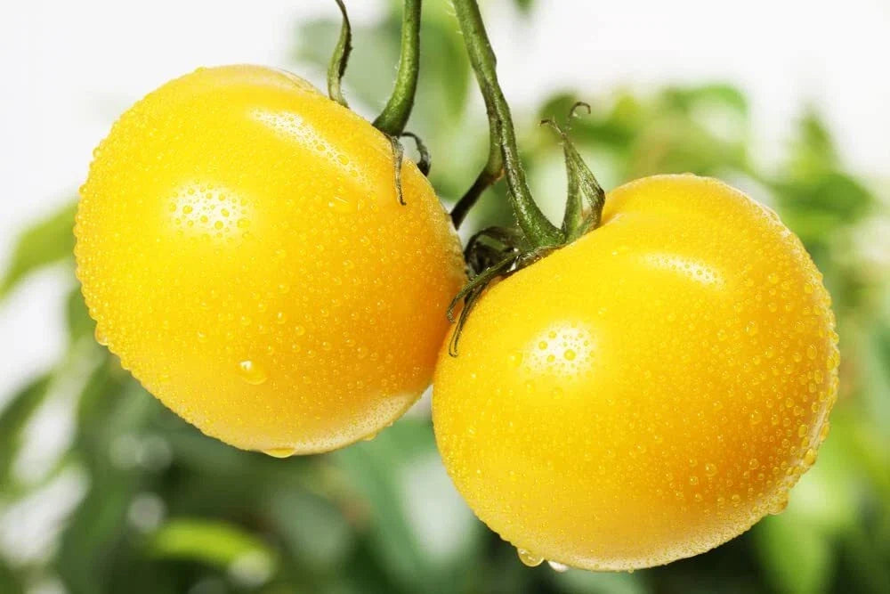 Yellow Tomato Seeds - Sunny Boy Heirloom, 50+ Seeds for Home Gardening, Solanum lycopersicum, Non-GMO, Made in USA