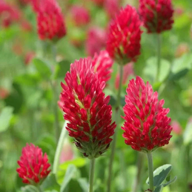 Crimson Clover Seeds - Italian Blood Red - Cover Crop, Wildflower, Trifolium incarnatum, Spring Planting, 100 Seeds