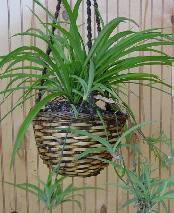 Green Spider Plant Bare Root Pup – Chlorophytum Comosum Indoor Houseplant, Air Purifying, Pet Safe