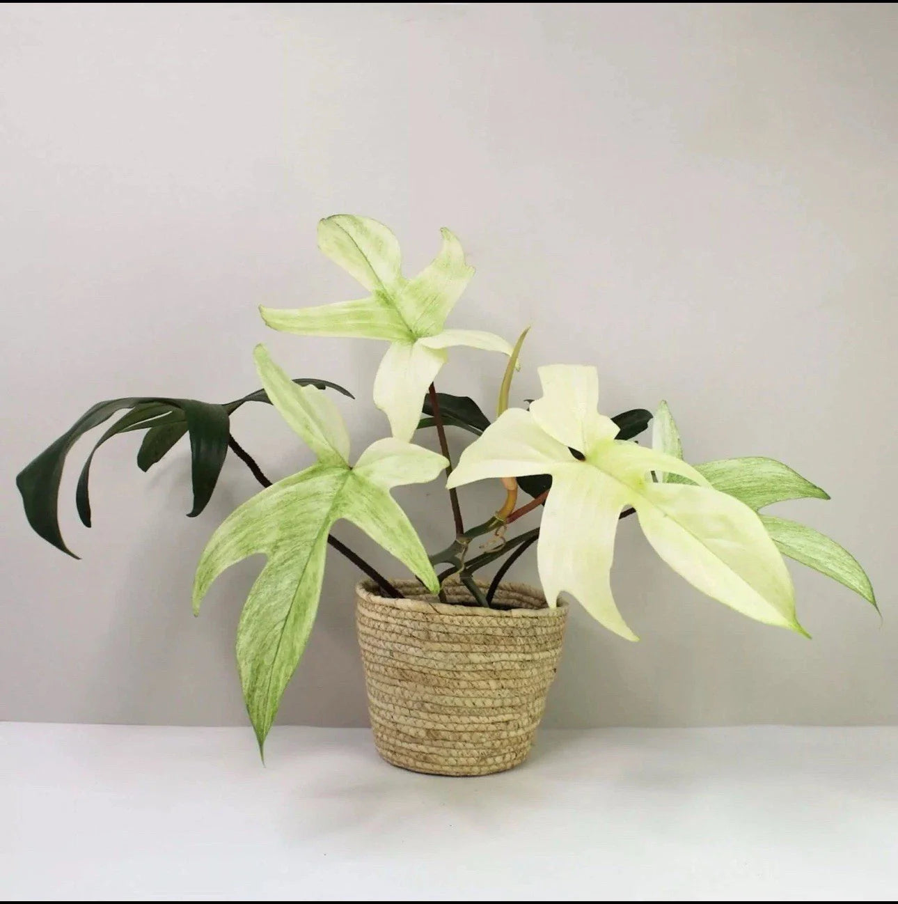 Philodendron Cutting Florida Ghost Rare Indoor Plant Philodendron 'Florida Ghost'