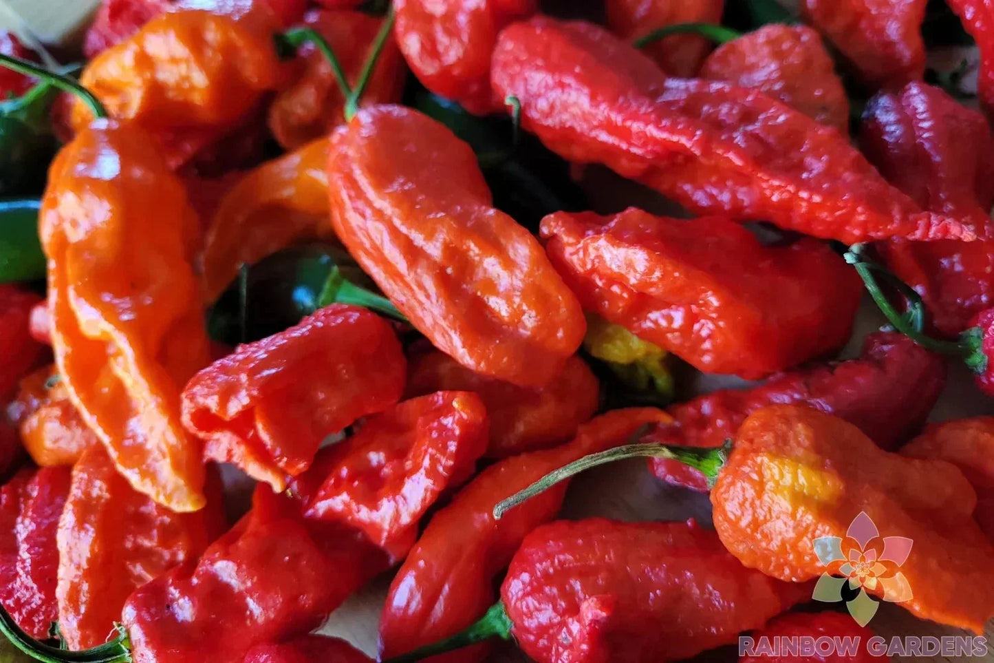Ghost Hot Pepper Seeds - 25+ Pack, Capsicum chinense, Fiery Heat, Spicy Salsas & Sauces, Garden & Container Planting