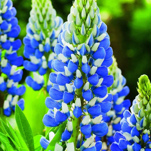 Texas Blue Lupin Seeds Packet of 100 - Lupinus texensis 2024 Crop