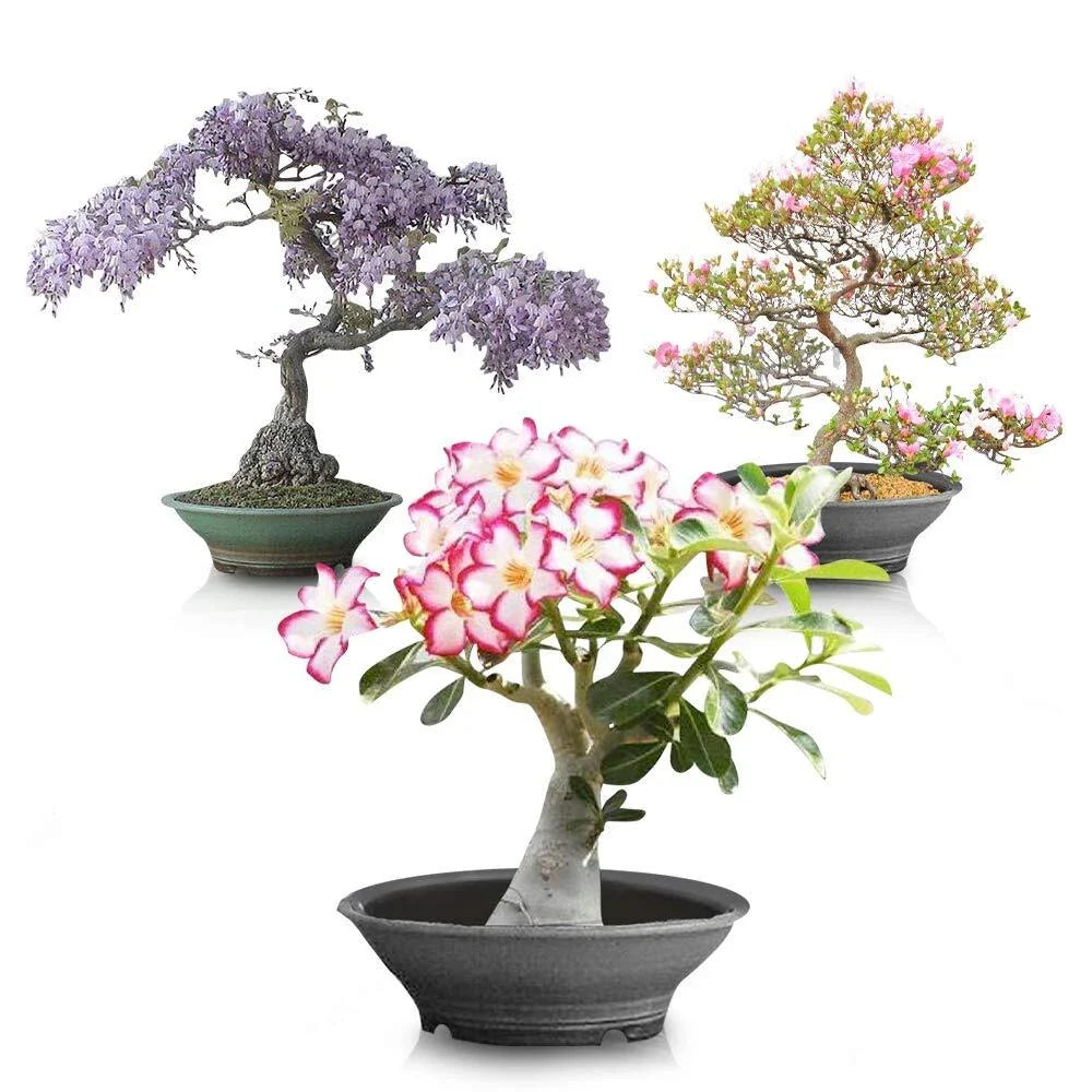 Flowering Bonsai Tree Seed Bundle #2 – All Flowering Varieties, Vibrant Colors, Multiple Species, Compact Growth